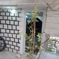 اجاره شبانه برای خواب تک خواب راه مشترک|اجارهٔ کوتاه‌مدت آپارتمان و سوئیت|رشت, شهرک شهید مفتح|دیوار