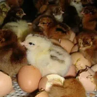 جوجه رنگی ،بومی ،ارک ارسال رایگان|حیوانات مزرعه|اصفهان, پوریای ولی|دیوار