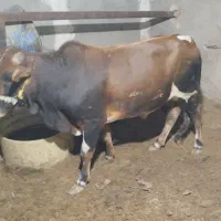 گوساله چاق نر|حیوانات مزرعه|زهک, |دیوار