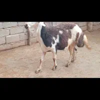 قوچ پلنگی از نژاد قلندر بزرگ