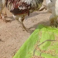 اردک کله سبز و اردک شمالی و مرغ برهما و غاز ولاری|حیوانات مزرعه|کبودرآهنگ, |دیوار