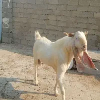 پازن گلابی|حیوانات مزرعه|بندر دیر, |دیوار