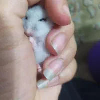 همستر کمپل روبروفسکی سوری و مینیاتوری|موش و خرگوش|اراک, |دیوار