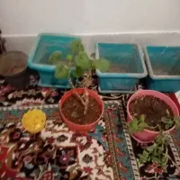 گل شاداب گلدان6تا|گل و گیاه طبیعی|نیشابور, هفده شهریور|دیوار