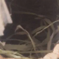 فنچ گلدین|پرنده|اهرم, |دیوار