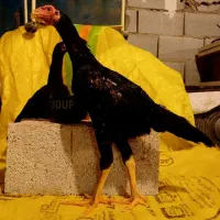 جوجه لاری اوشامو