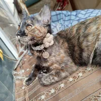 گربه|حیوانات|لواسان, |دیوار