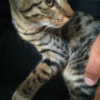 بچه گربه ماده
