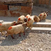 گوسفند آبستن داشتی|حیوانات مزرعه|ملکشاهی, |دیوار