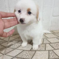 توله اشپیتز پامر|سگ|تنکابن, |دیوار