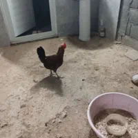 فروش مرغ محلی اصیل تخم گذار|حیوانات مزرعه|لامرد, |دیوار