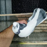 کبوتر کفتر یه جفت کپکی