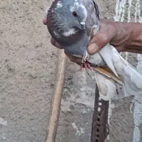 کبوتر نر|پرنده|محمدشهر, زیبادشت|دیوار