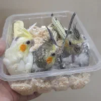 جوجه عروس هلندی|پرنده|مشهد, آزادشهر|دیوار