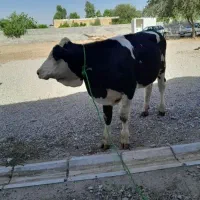 با سلام گاو جنس دار بسیار خوب
