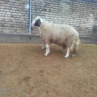 قوچ بره قوچ|حیوانات مزرعه|کوزران, |دیوار