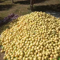 سیب‌درجه1|خوردنی و آشامیدنی|سیلوانه, |دیوار