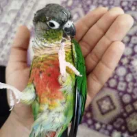 گرینچیک