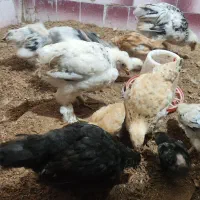 جوجه برهما|حیوانات مزرعه|مرند, |دیوار