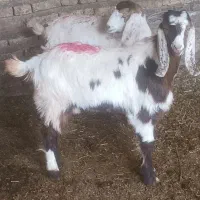 میش بز بزغاله