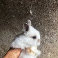 بچه خرگوش فلت|موش و خرگوش|قائم‌شهر, |دیوار