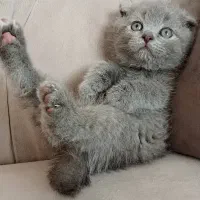 بچه گربه های اشرافی و زیبا|گربه|یزد, |دیوار