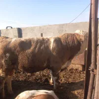 فروش گاو سیمنتال