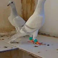 دم سفید و ساده|پرنده|کاشمر, |دیوار