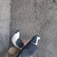 کبوتردمگیر|پرنده|برخوار, |دیوار