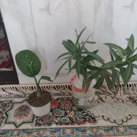 گلهای شاداب