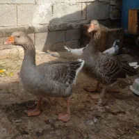 خیابان مولوی