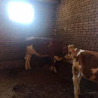 تلیسه‌سمیتال