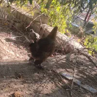 مرغ و بوقلمون|حیوانات مزرعه|چیتاب, |دیوار