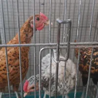 خروس سیب رایت