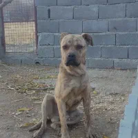 واگذار|سگ|سنندج, |دیوار