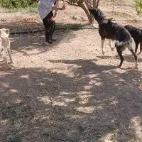 فروش یا معاوضه چهارتا سگ قدرجونی روانی
