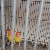 معاوضه عروس با گرینچیک و راهب|پرنده|کاشان, دشت چال|دیوار