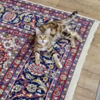 واگذاری سه گربه امدادی