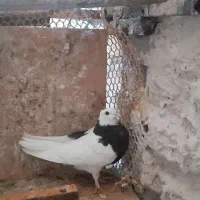 کبوتر طوقی|پرنده|مشهد, عبادی|دیوار