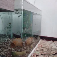 آکواریوم خم شرکتی با وسایل|ماهی|کرمانشاه, |دیوار