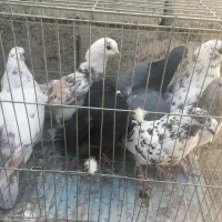 کفتر درج یک پرشی