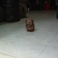 سگهای کوچک و زیبا