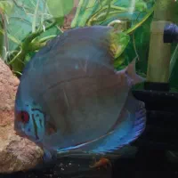 ماهی دیسکس ۳ عدد|ماهی|تهران, مهرآباد|دیوار