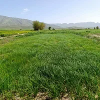 نشا پیاز بهاره مادره  هوبوب