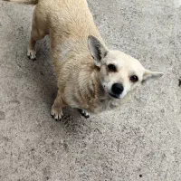 واگذاری سگ پاکوتاه روباهی