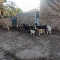 12گوسفند بفروشد میرسد