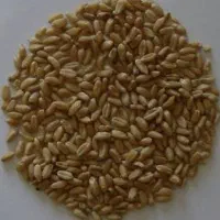 گندم فروشی مناسب بذر