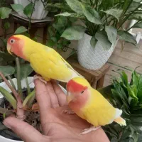 جفت کوتوله دستی دستی|پرنده|شیراز, قلعه نو|دیوار