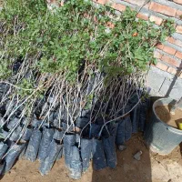 پسته پایه بادامی و بنه منناسب دین و خاک شور|خدمات باغبانی و درختکاری|تهران, امیریه|دیوار