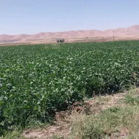 فروش سویا بسته بندی دامی|لوازم جانبی حیوانات|سرپل ذهاب, |دیوار